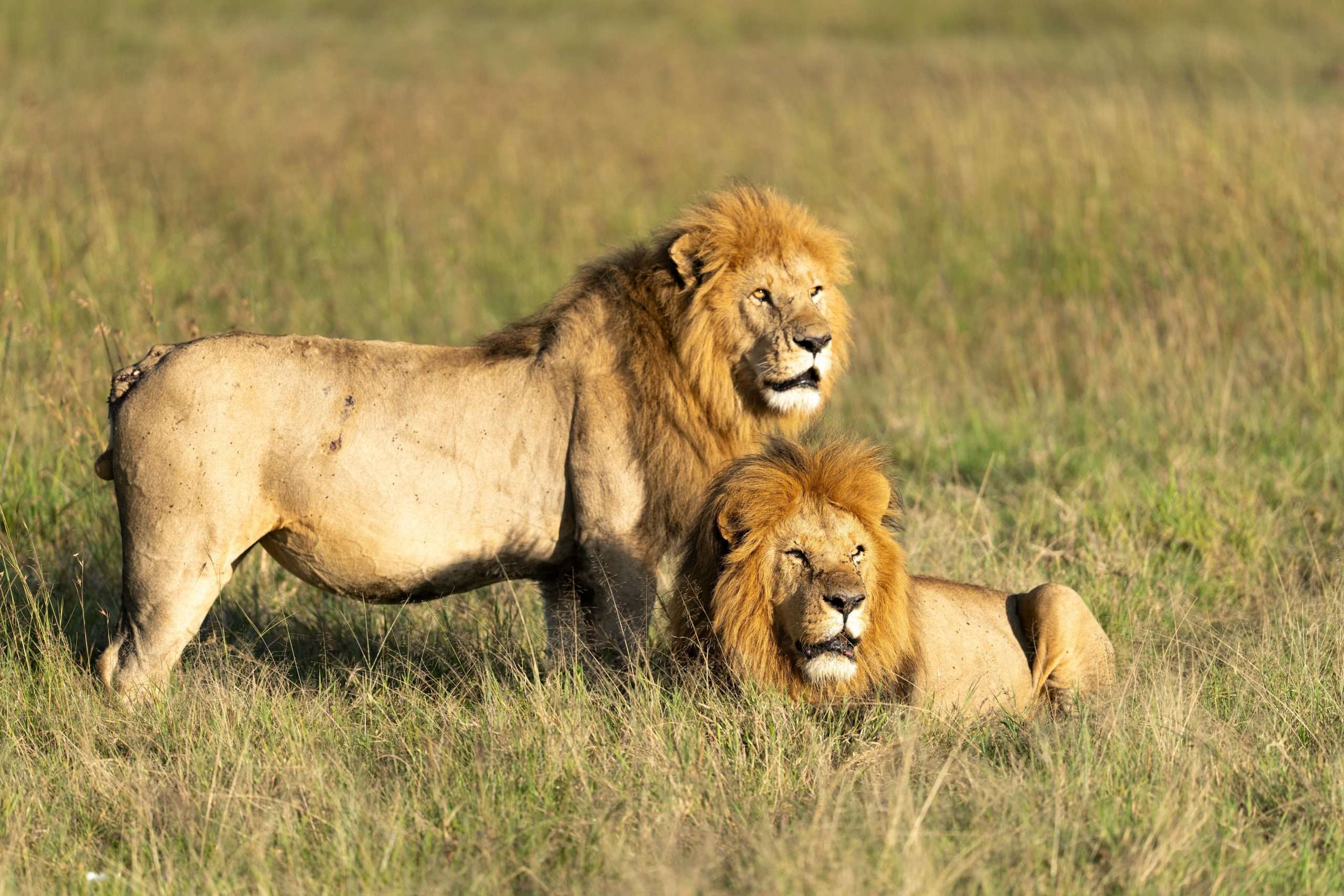 Serengeti Safari